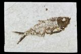 Fossil Fish Plate (Diplomystus) - Wyoming #111261-1